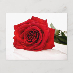Red Rose Postcard
