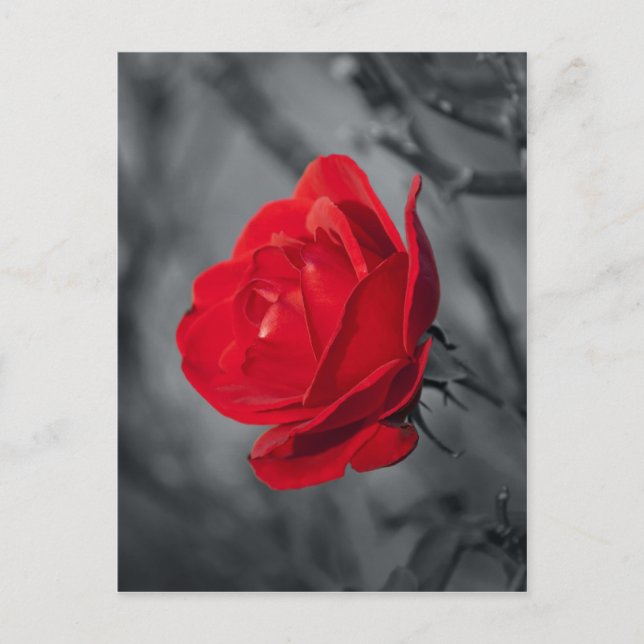 Red Rose Postcard (Front)