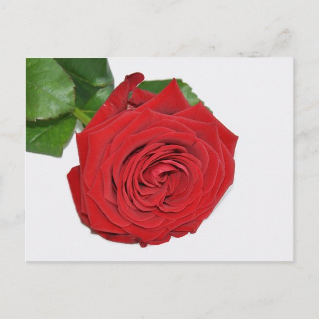 Red Rose Postcard (Front)