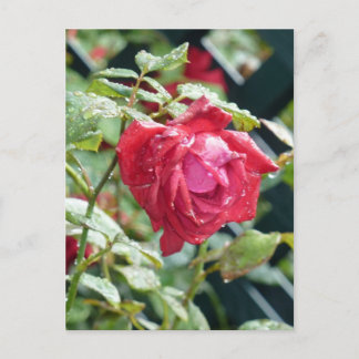 Red Rose Postcard