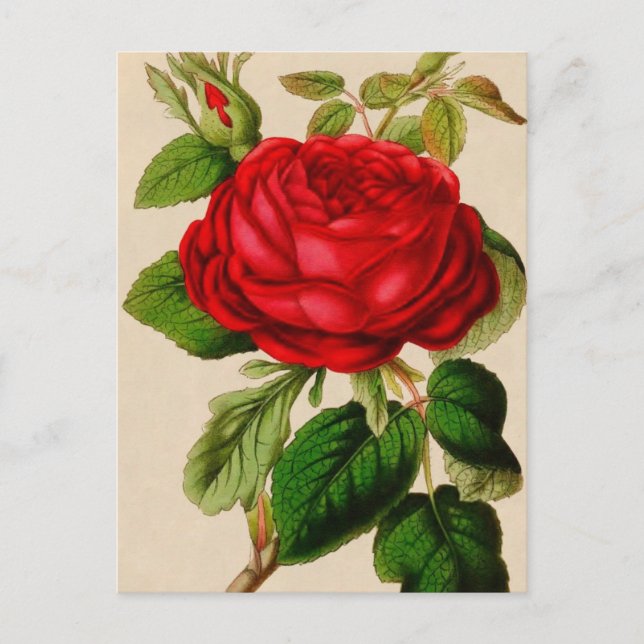 Red Rose Postcard (Front)