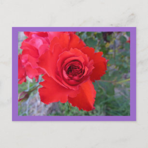 Red Rose postcard