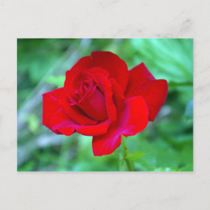 Red Rose postcard