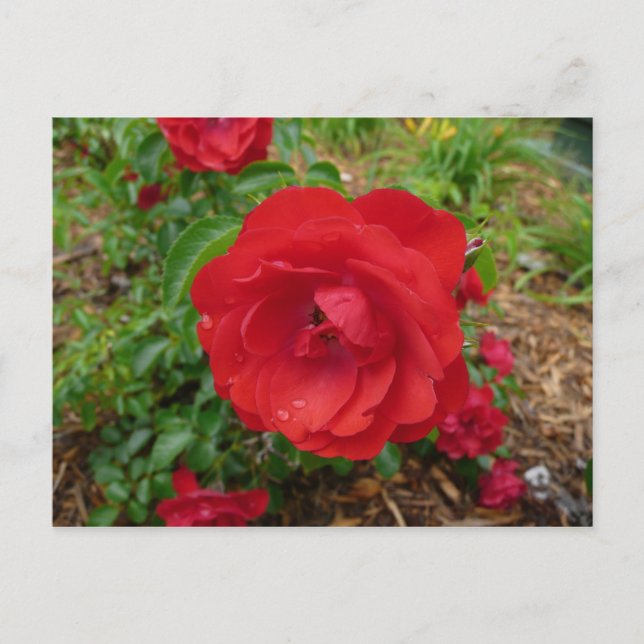 Red Rose Postcard (Front)