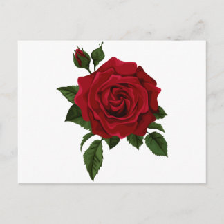 Red rose postcard