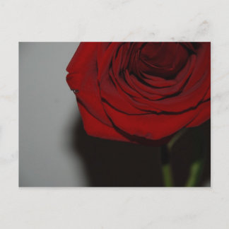 Red Rose Postcard