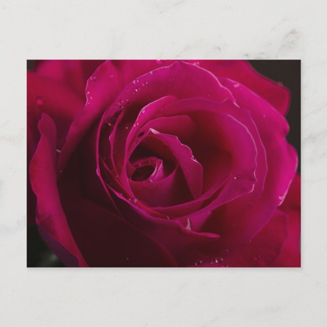 Red Rose Postcard (Front)