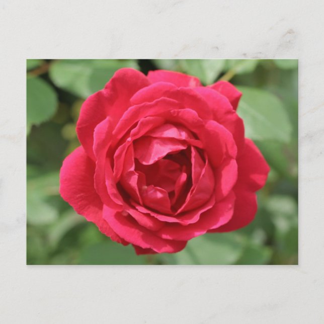 Red Rose Postcard (Front)