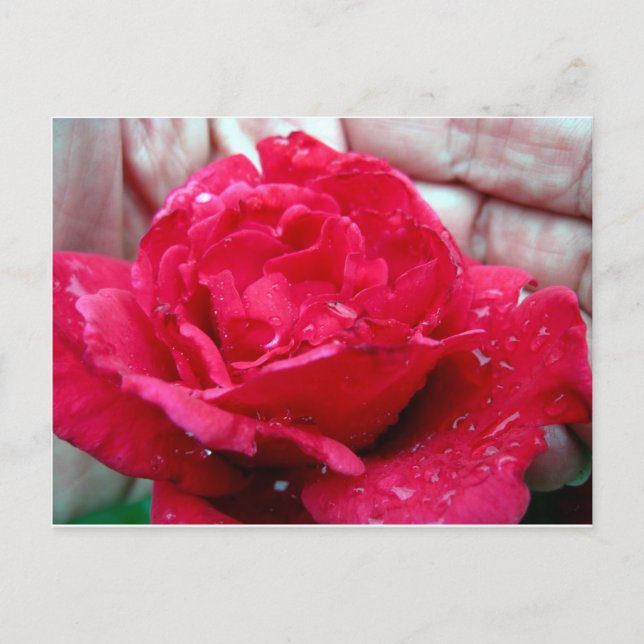 Red Rose Postcard (Front)