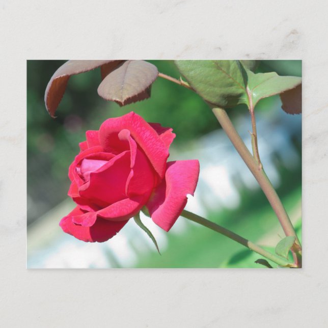 Red rose postcard (Front)