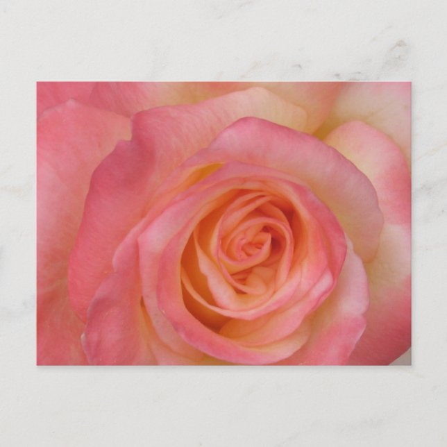 Red Rose Postcard (Front)