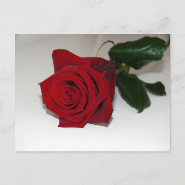 Red rose postcard (Front)