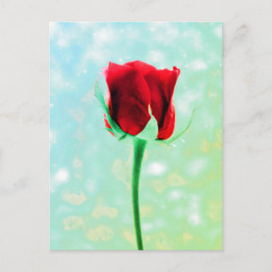 Red Rose Postcard