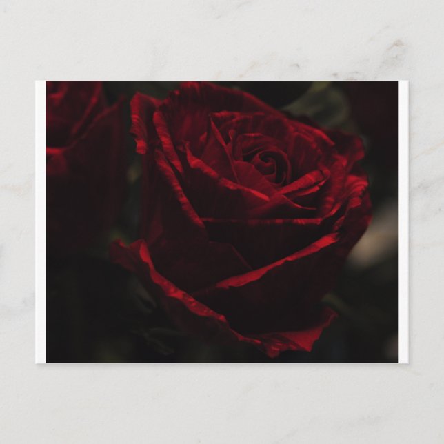 Red Rose Postcard (Front)