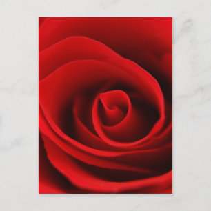 red rose postcard