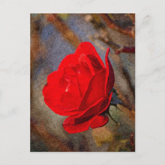 Red Rose Postcard (Front)