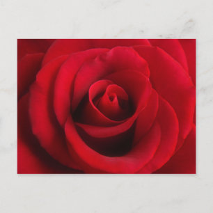 Red Rose postcard