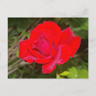 Red Rose postcard