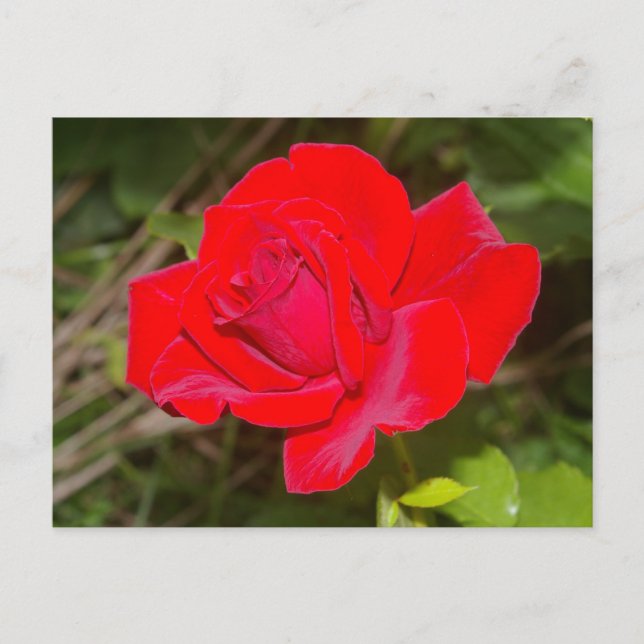 Red Rose postcard (Front)