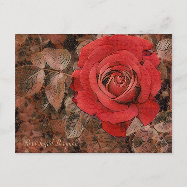 Red Rose [Postcard] Postcard (Front)