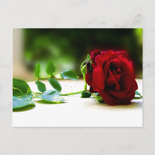 Red Rose Postcards (Front)