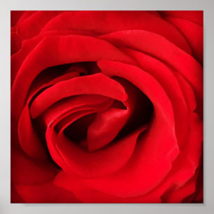 Red Rose Poster