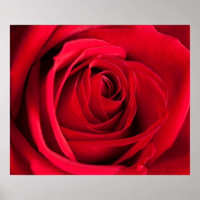 Red Rose Poster (Front)