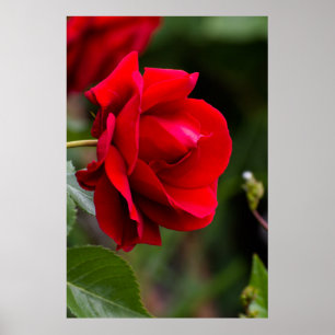 Red rose poster