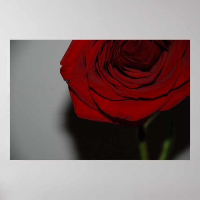 Red Rose Poster (Front)