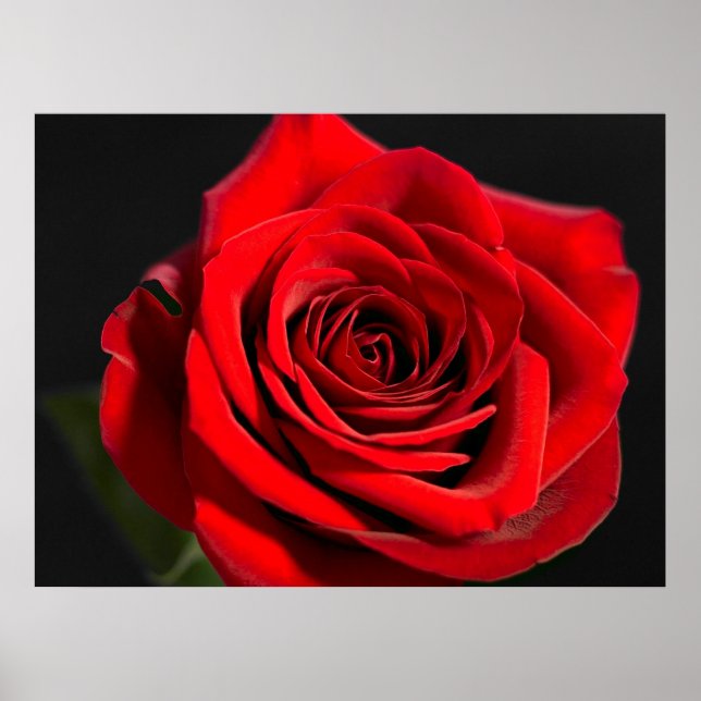 Red Rose Poster (Front)