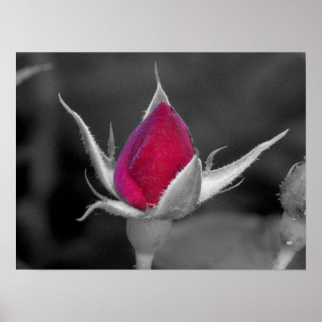 Red Rose Poster (Front)