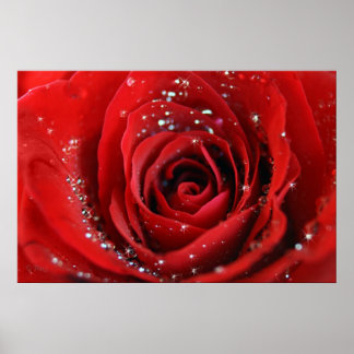 Red Rose Poster