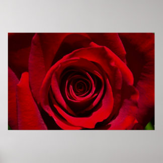 Red Rose poster