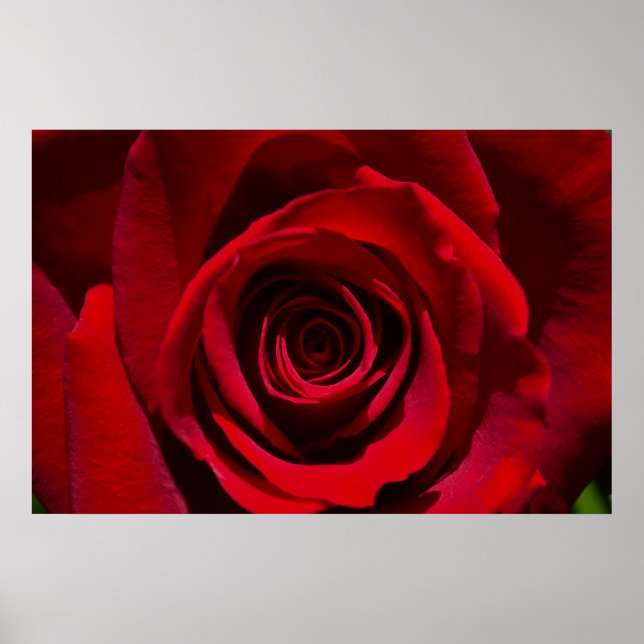 Red Rose poster (Front)