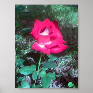 Red rose poster