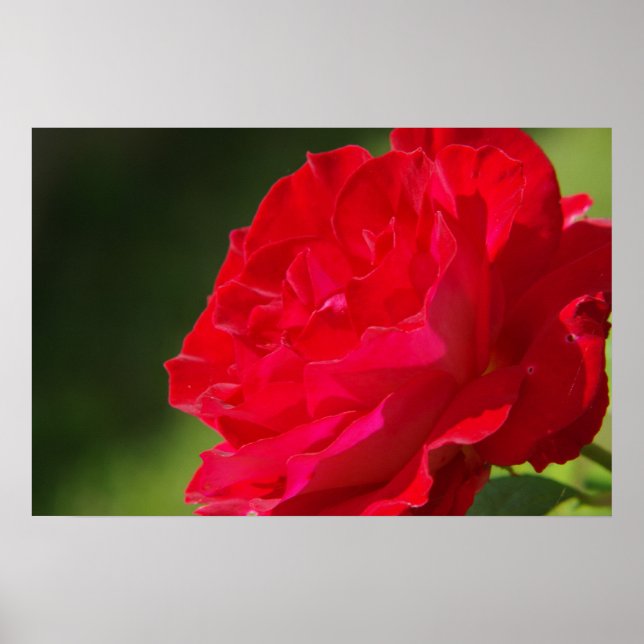 Red Rose - Poster (Front)