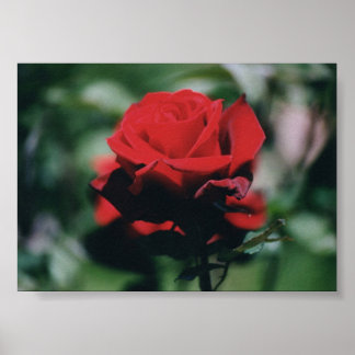 Red Rose Poster
