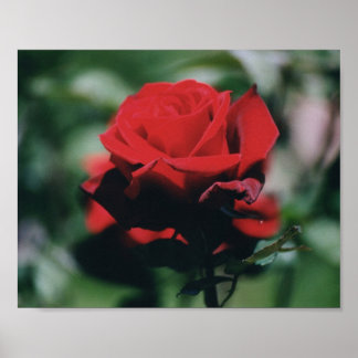 Red Rose Poster Print