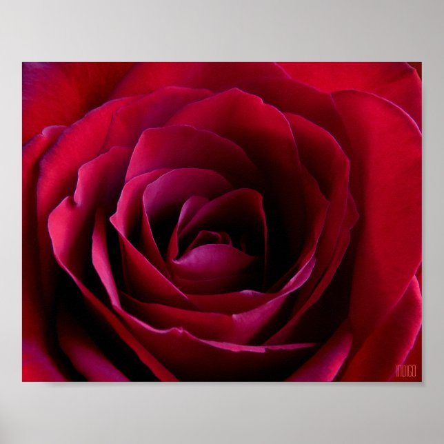 Red Rose Poster Print Beautiful Flower Art Print (Front)