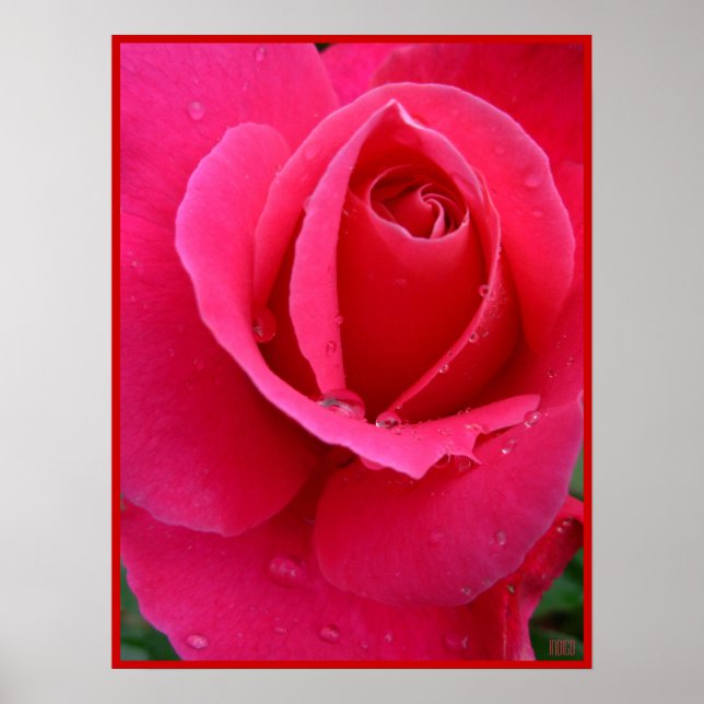 Red Rose Poster Print Beautiful Flower Art Print (Front)