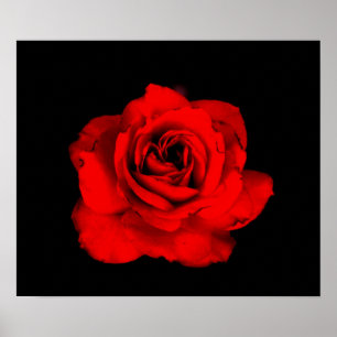 Red Rose Print