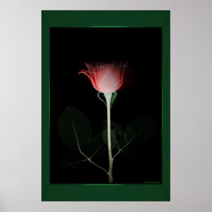 Red Rose Print