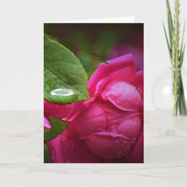 Red Rose & Raindrops, card (Front)