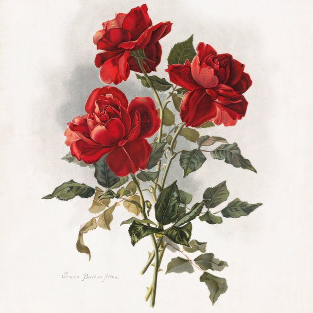  Red Rose ,Romantic Roses. Tote Bag (Roses, Valentine  gift, Anniversary Gift, Love of Roses.)