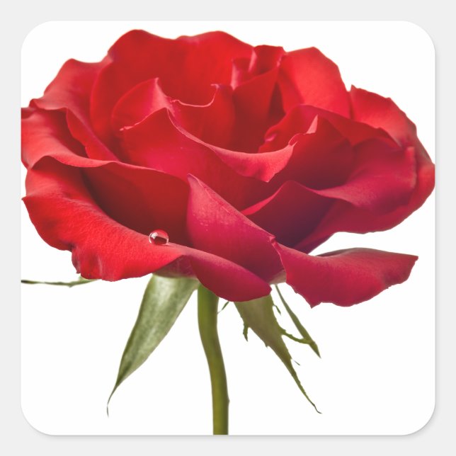 Red Rose - Roses Customised Template Square Sticker (Front)