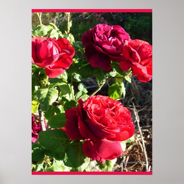 Red Rose Roses Flower Floral Garden Eugene Furst Poster (Front)