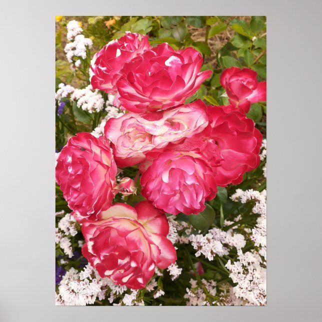 Red Rose Roses White Floral Flower Garden Poster (Front)