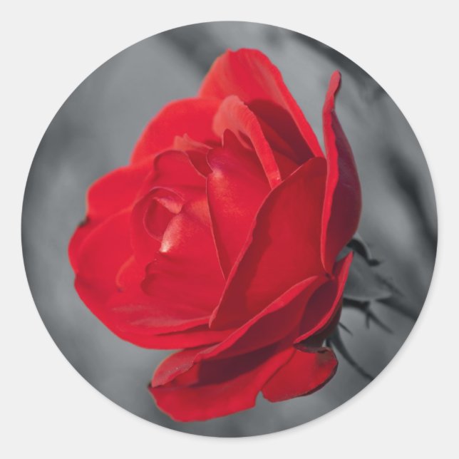 Red Rose Round Sticker (Front)