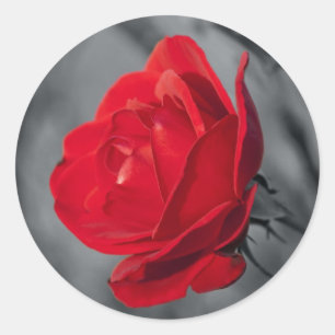 Red Rose Round Sticker