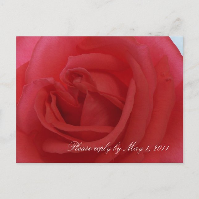 Red Rose RSVP Invitation Postcard (Front)